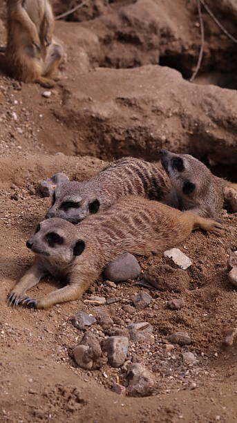 istock Meerkat in a zoo 2217777188