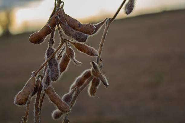 Close-up of a healthy soybean plant cultivated without genetic modification – organic and sustainable agriculture