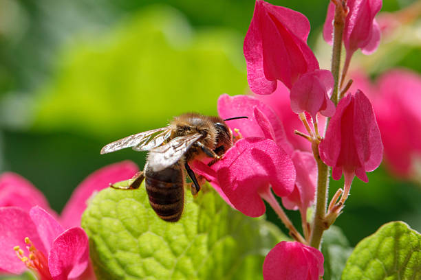 istock Honeybee Collecting Nectar from Bright Pink Flower in Garden 2217780334