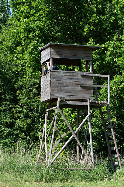 A man sits inside a tall wooden bird hide, surrounded by lush green foliage on a sunny day. He is looking through binoculars, enjoying a peaceful moment in nature.