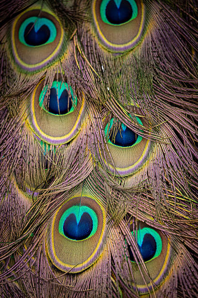 istock A full frame photograph of peacock feathers, with selective focus 2217782900