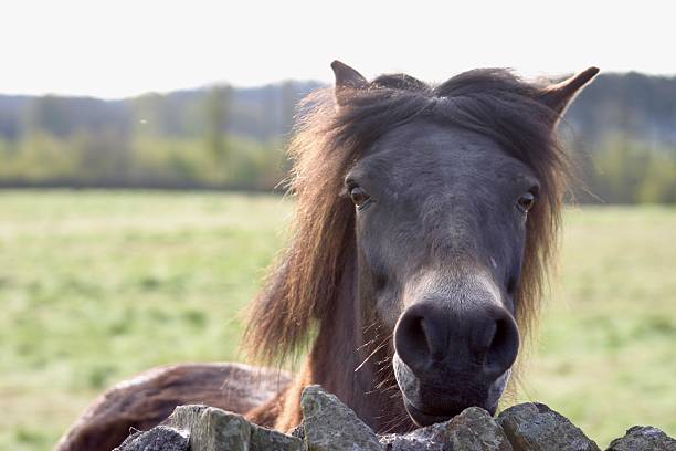 istock Exmoor pony standing at dry stone wall 2217783795