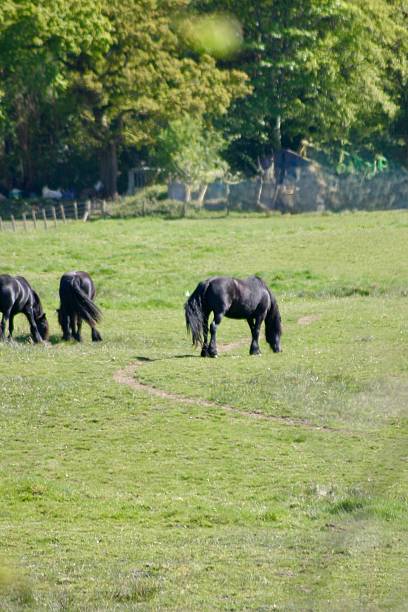 istock Highland horses in a field 2217783819