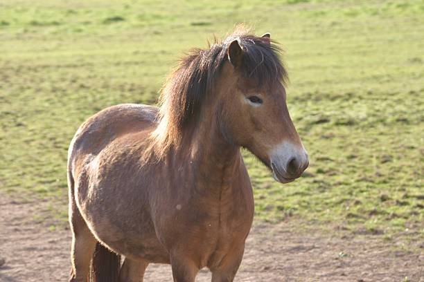 istock Exmoor pony standing at dry stone wall 2217783828