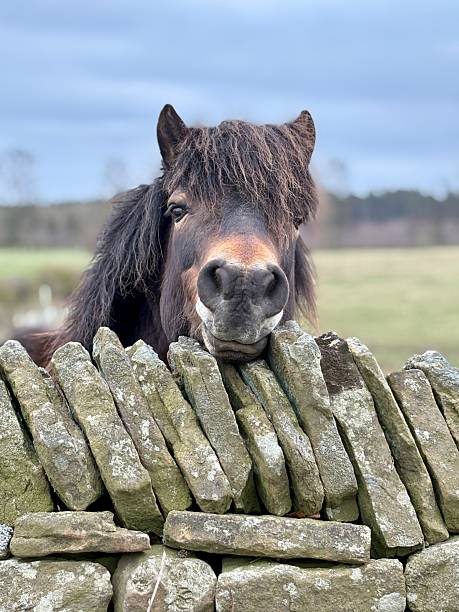 istock Exmoor pony standing at dry stone wall 2217783897