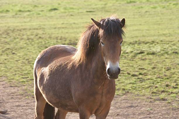 Close up shot of young bay  pony horse standing in a field in rural Shropshire on a summers day. The pony is wearing a halter to enable it to be caught easily.