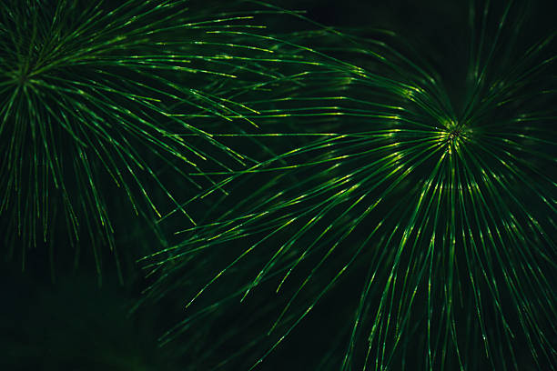 Giant Horsetail, Equisetum telmatiea abstract background
