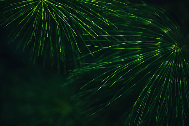 Giant Horsetail, Equisetum telmatiea abstract background