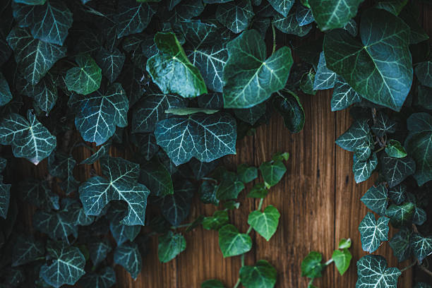 Dark brown antique plank frame background with tropical leaves and climbing vines on the edge of the plank.