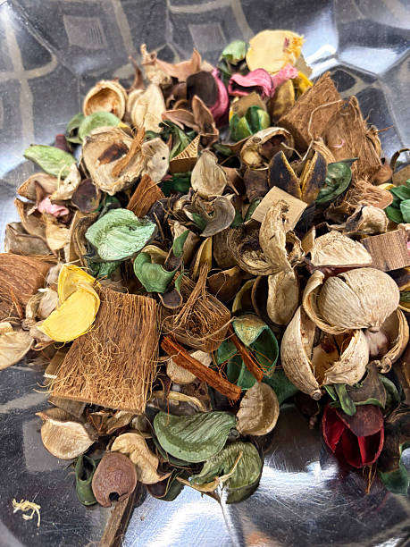istock A lot of fallen leaves and pine cones 2217786322