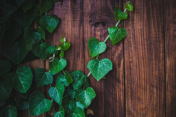 Ivy Leaves on wooden wall