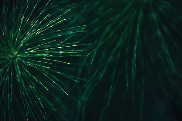 Giant Horsetail, Equisetum telmatiea abstract background