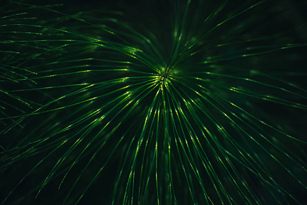 Giant Horsetail, Equisetum telmatiea abstract background