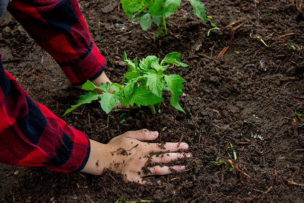Boy planting tomato seedlings with his mother. Selective focus.