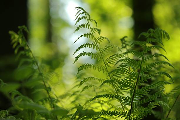 istock Fern in the forest on a sunny spring morning 2217788834