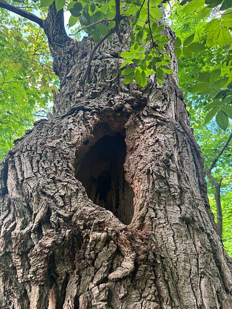 istock large hollow in a tree, close-up. 2217793615