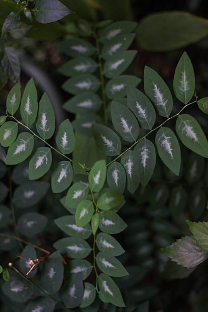 istock Green leaves with distinctive white markings along their centers form a lush, dense pattern, captured in soft, natural light with a dark blurred background. 2217794475