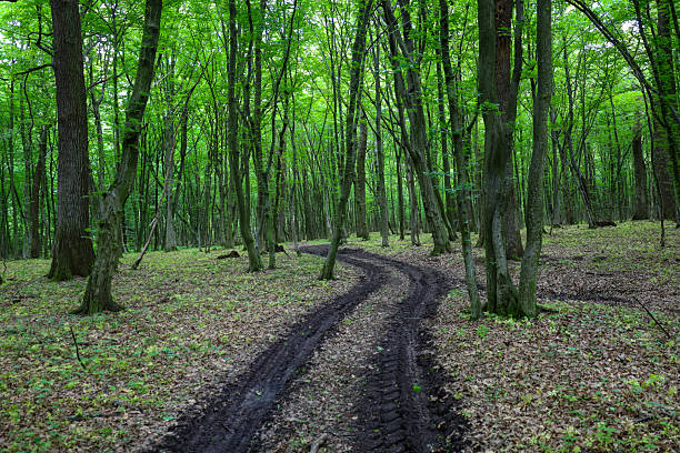 A forest track winds through a green forest, where trees with dense foliage create a cozy shade. This landscape conveys the tranquility and purity of nature, inviting walks.