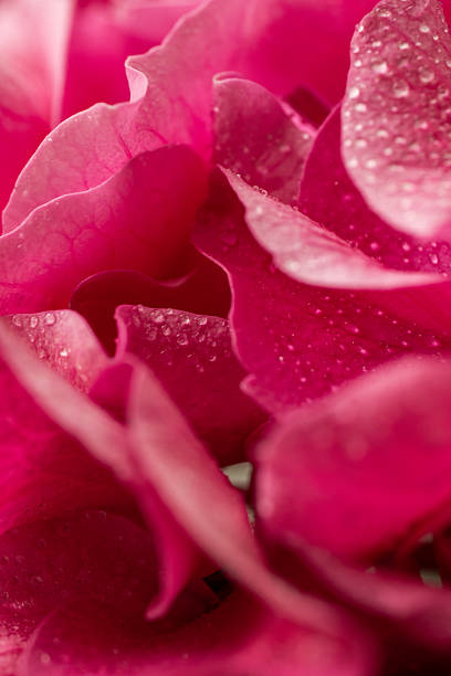 Pink petal close-up with single droplet Vertical