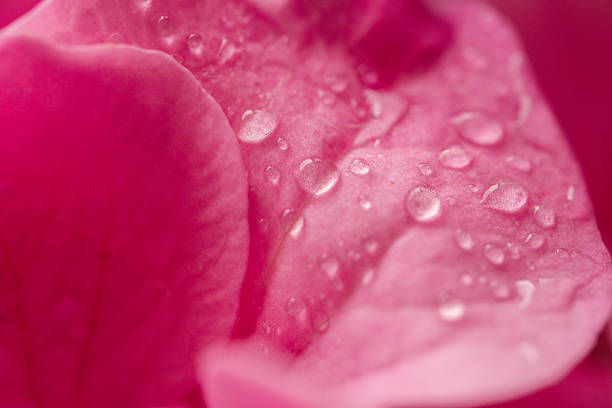 Pink rose flower wet with rain