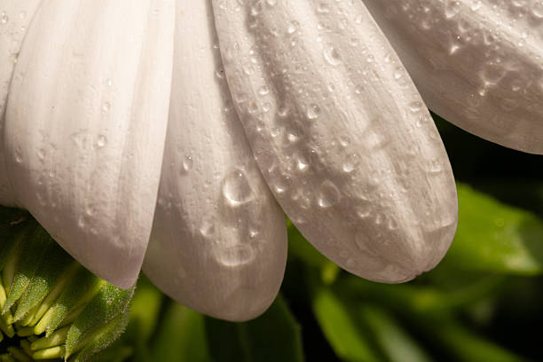 White daisy petals with water drops Vertical