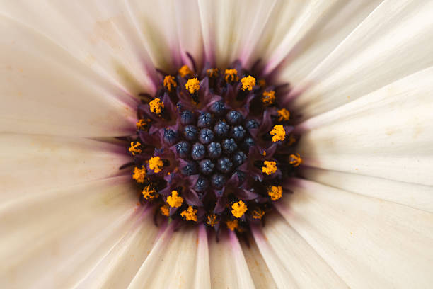 Daisy flower heart with yellow pollen Vertical