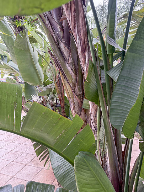 istock Wild bamboo plant close up 2217795431