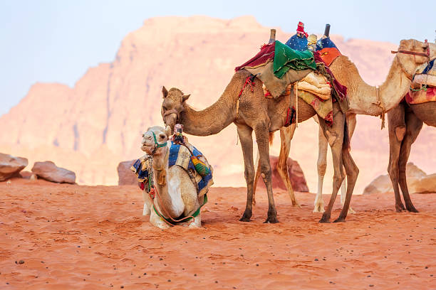 istock Camels in the desert Wadi Rum, Jordan 2217795955