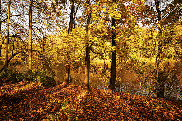 istock Trees on the lake shore on a sunny autumn day 2217796754