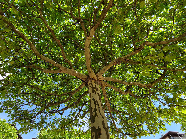 Regularly space the trees on the square in a square grid. plane trees are grown into flat flat umbrella shapes. correct splicing of the branches is essential from a professional arborist, acerifolia platanus