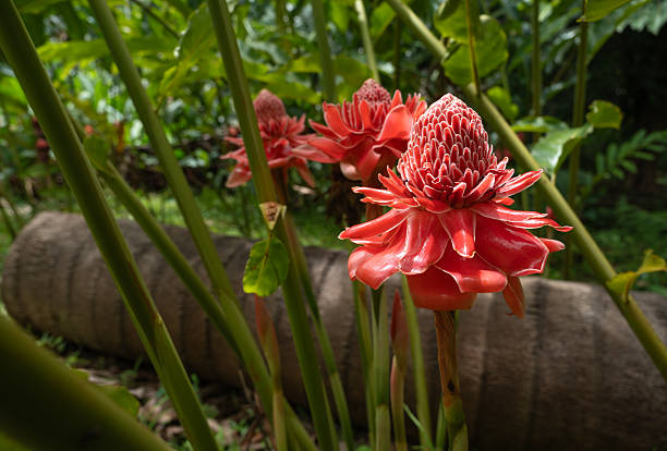 A close-up view of vibrant red Torch Ginger flowers (Etlingera elatior), standing tall amidst lush green foliage in a tropical setting. The unique, layered petals create an exotic and eye-catching bloom. The blurred background, including what appears to be a fallen palm trunk, adds depth and context to the natural environment. Perfect for themes of tropical flora, exotic beauty, botanical gardens, or travel to Southeast Asia.