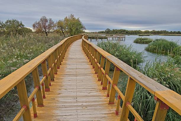 istock The walkways of Tablas de Daimiel 2217798543