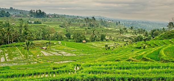 istock Terraces of green paddy fields in Bali, Indonesia 2217798564