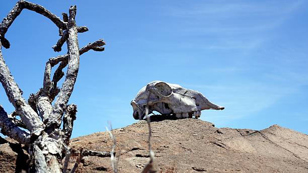 istock Goat skull resting on a rock in a deserted landscape symbolizing climate change 2217798798