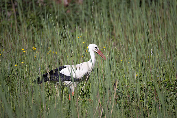 istock a white stork in green reed 2217799732
