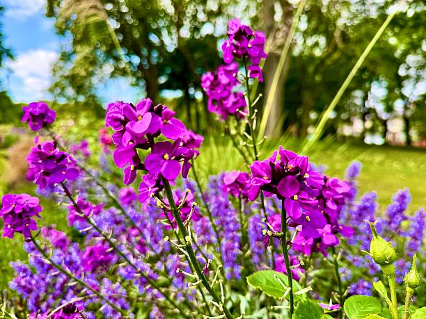Vibrant pink and purple flowers in bloom