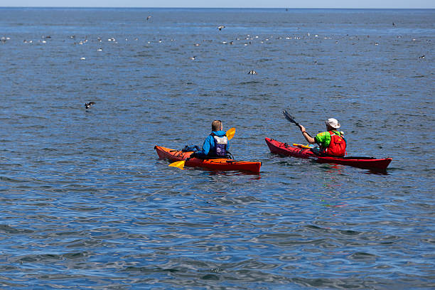 Inner Farne, UK, 05/21/2015 Two men with rucksacks kayaking in the North Sea towards the seabirds at the Farne Islands. Sunny day, blue sea.