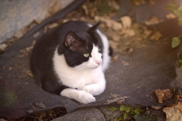 Cute tuxedo cat ssunbathing at back yard