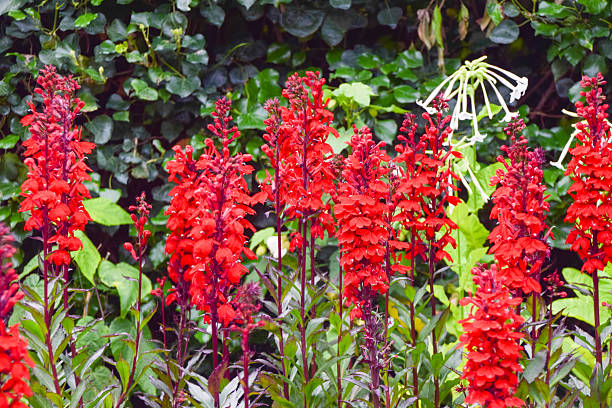 Red lobelia flowers in a garden