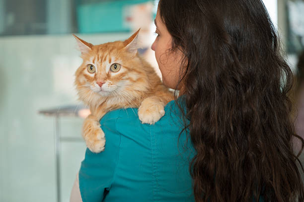 istock Veterinarian holding a ginger cat in a veterinary clinic 2217804545