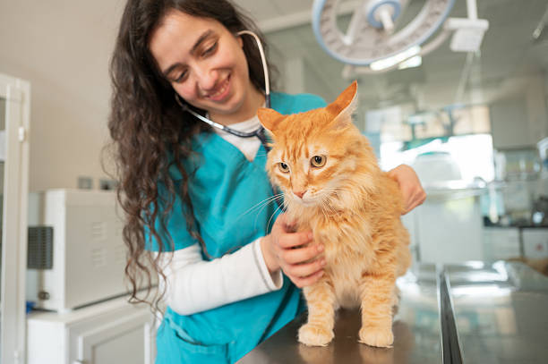 istock Veterinarian examining a ginger cat in a veterinary clinic 2217804626