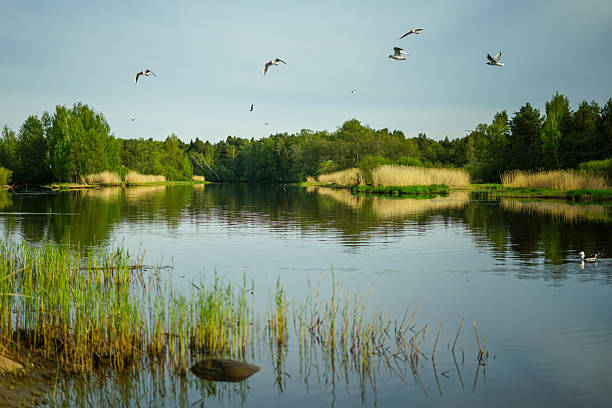 istock Lakeside Scene with Birds in Flight 2217804671