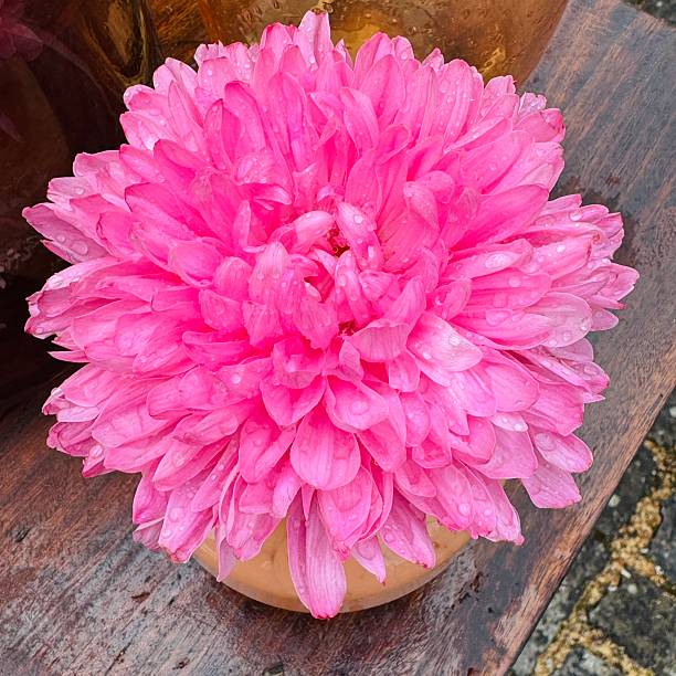 Pink wet blossom from above