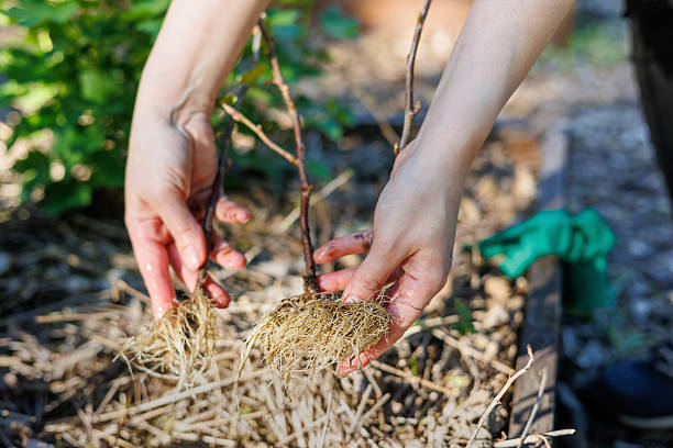 istock Hands planting bare-root grapevine in mulched garden bed, spring gardening, organic viticulture concept. sustainable living. Copyspace 2217805590