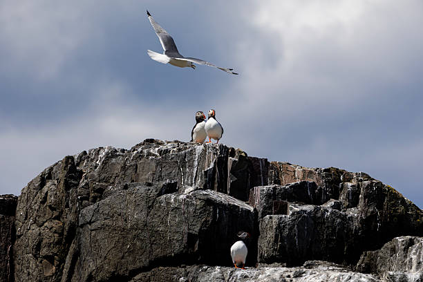 istock Puffins of the Farne Islands 2217805725