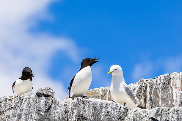 Two Razorbills and a Seagull on the Farne Islands