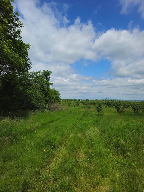 istock A grassy field with trees and blue sky 2217807309
