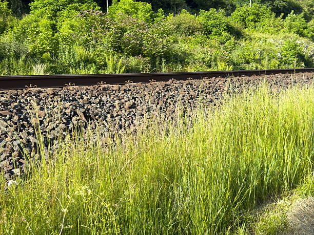 Railway tracks with lush greenery and dense vegetation in summer, lifestyle