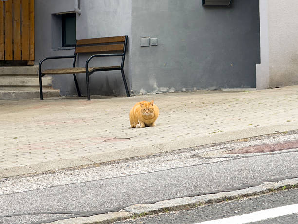istock Orange cat sitting on urban sidewalk near bench and building exterior 2217807607