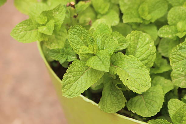 istock A close up of fresh mint, Green mint leaves 2217807735